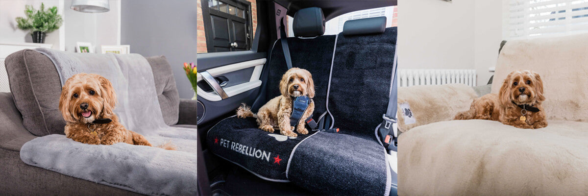 How to Stop Your Dog from Drooling in the Car | Pet Rebellion