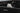 white dog sitting in the back of a car with its head out the window.