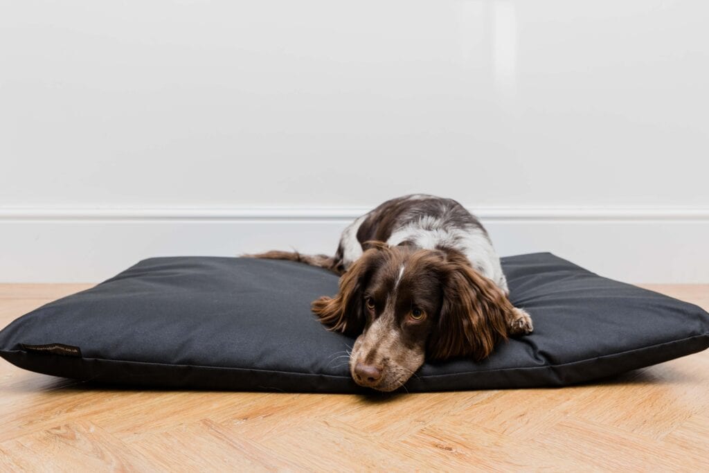 Small Premium Personalised Dog Beds Pet Rebellion