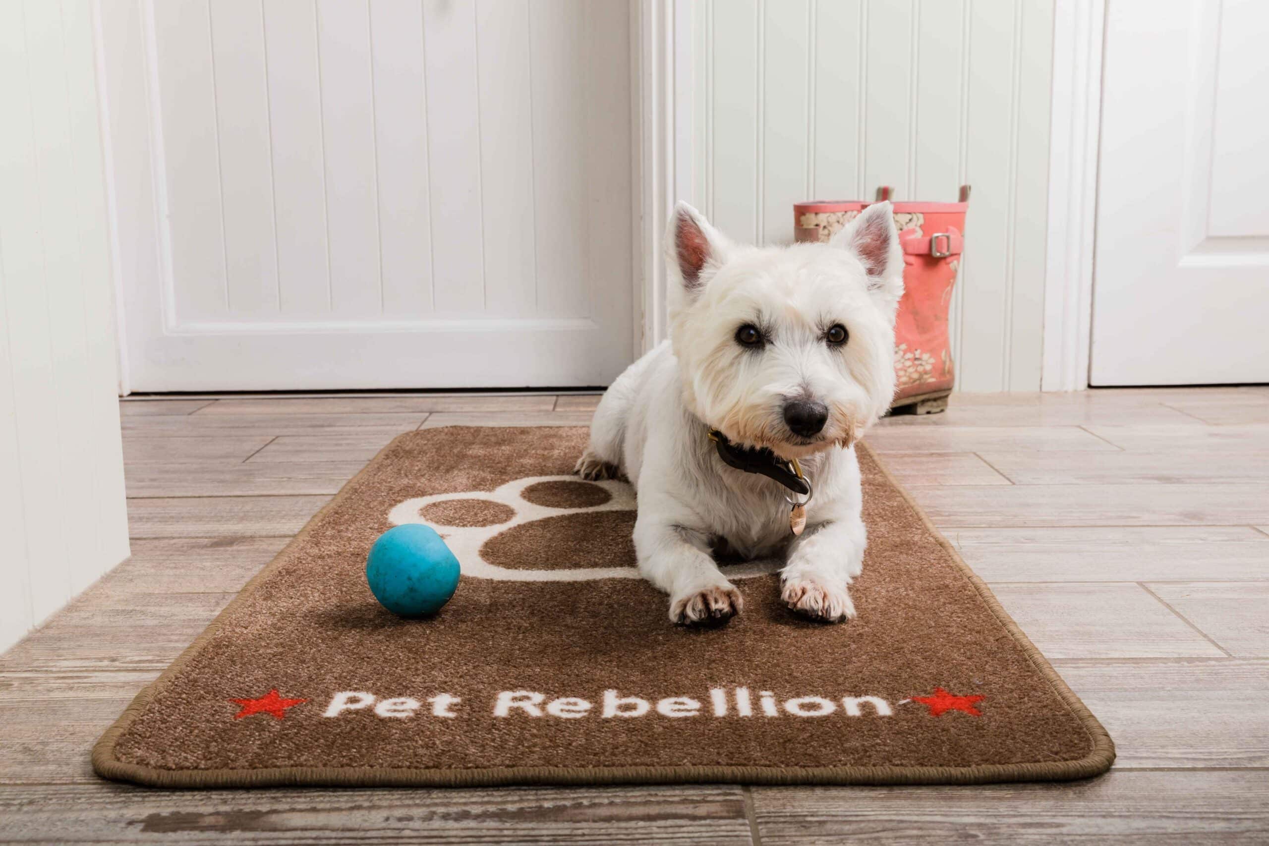 Pet Rebellion, Stop Muddy Paws Biscuit
