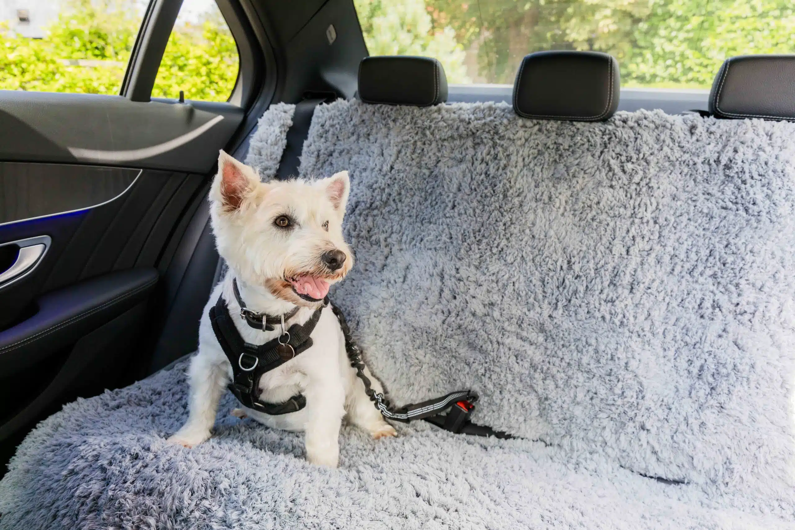 Backseat Car Cover - Pet Rebellion