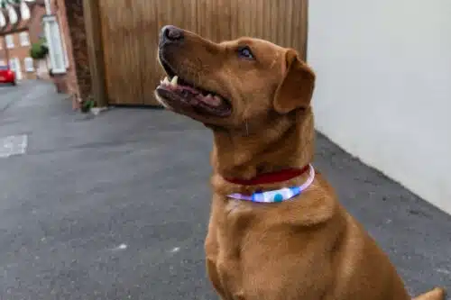 Light Up Safety Dog Collar