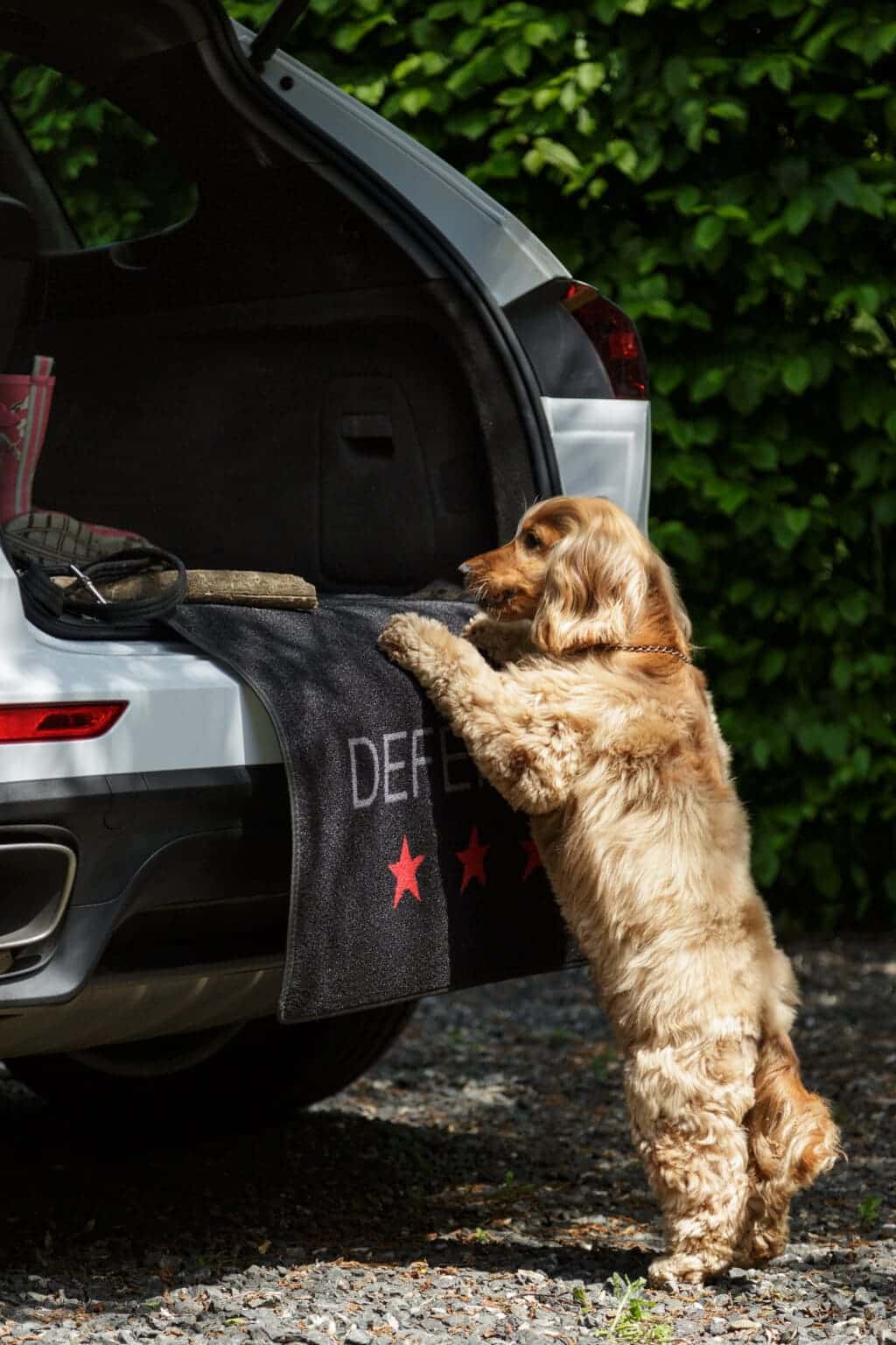 Car Protection