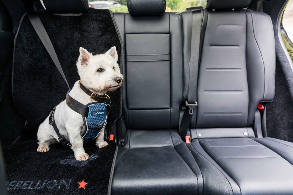 white dog sitting in the backseat of a car on a dog car seat cover.