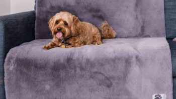 Sofa Protection