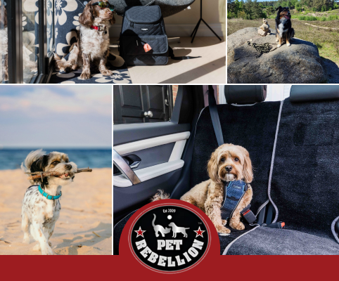 Summer Dog Walking Essentials for Beach Days and Hiking Trails