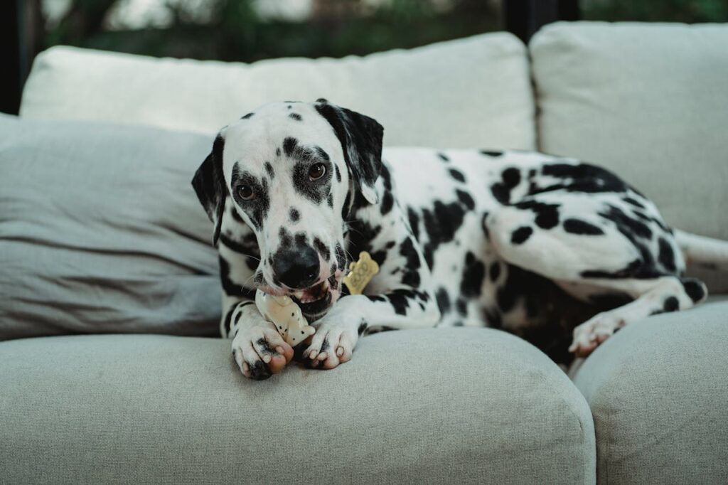 Dog chewing bone on sofa