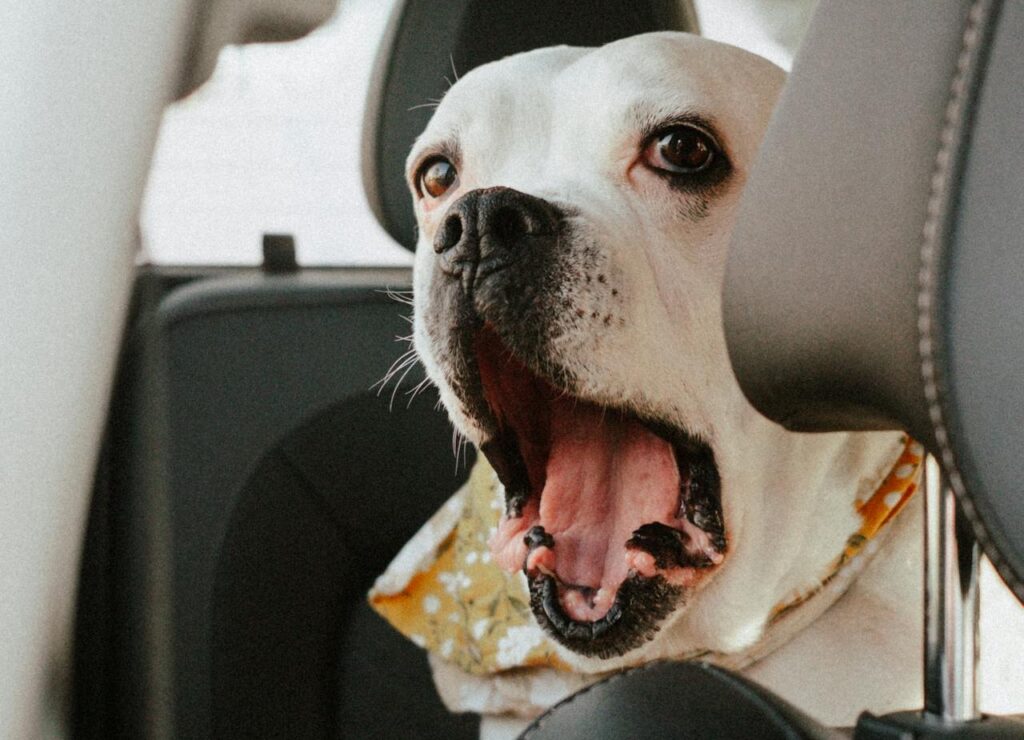 Dog yawning in car