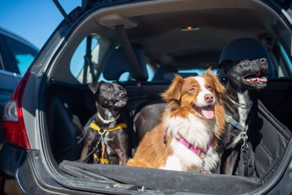 three dogs in the boot of a car