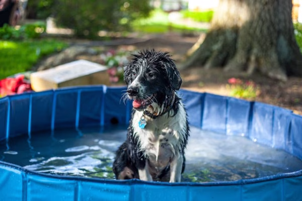 wet black and white dog sitting in a small pool.